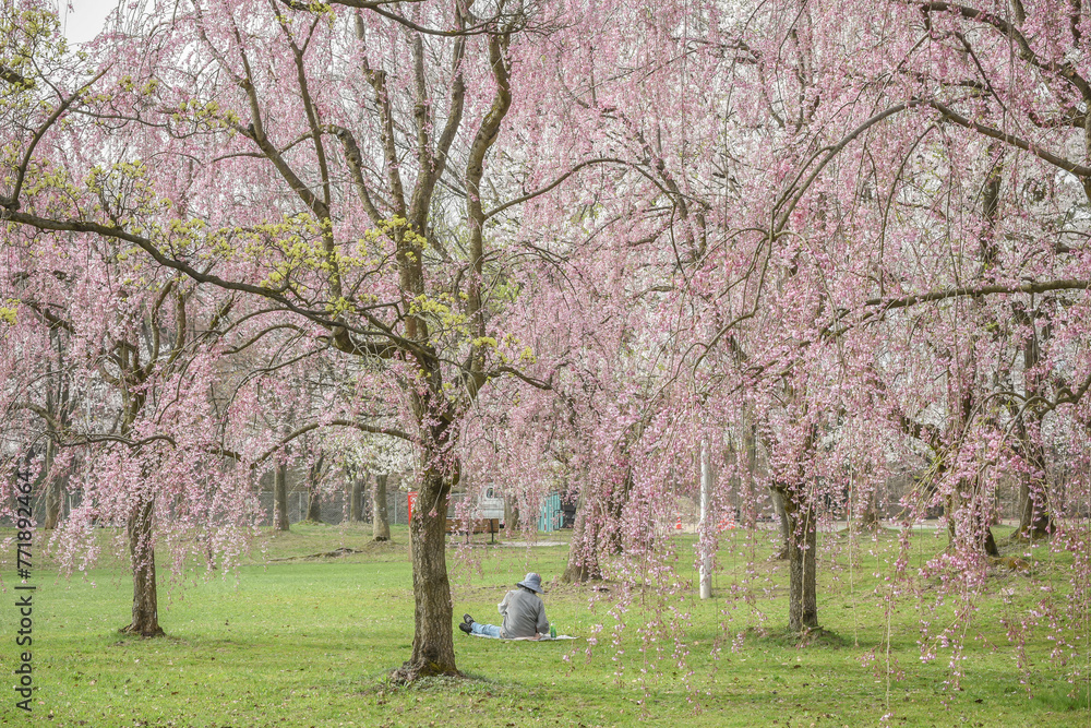 Landscape View Of Cherry Blossoms (Sakura) At Hirosaki Castle Park, Aomori, Japan