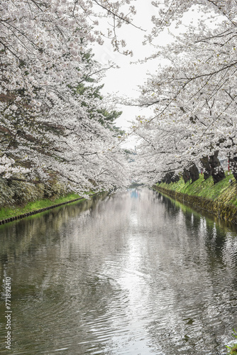 Landscape View Of Cherry Blossoms (Sakura) At Hirosaki Castle Park, Aomori, Japan