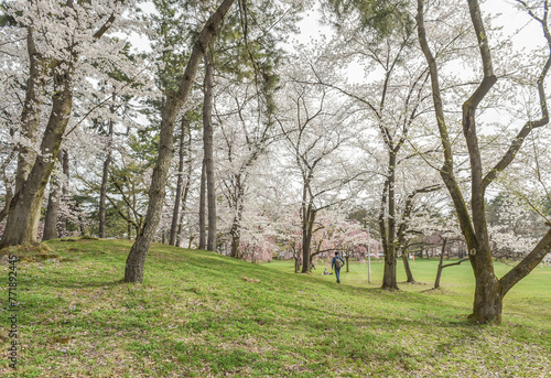 Landscape View Of Cherry Blossoms (Sakura) At Hirosaki Castle Park, Aomori, Japan