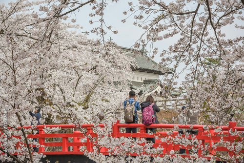 Landscape View Of Cherry Blossoms (Sakura) At Hirosaki Castle Park, Aomori, Japan photo