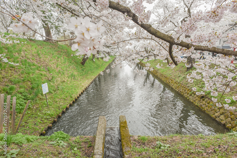 Landscape View Of Cherry Blossoms (Sakura) At Hirosaki Castle Park, Aomori, Japan Landscape View Of Cherry Blossoms (Sakura) At Hirosaki Castle Park, Aomori, Japan