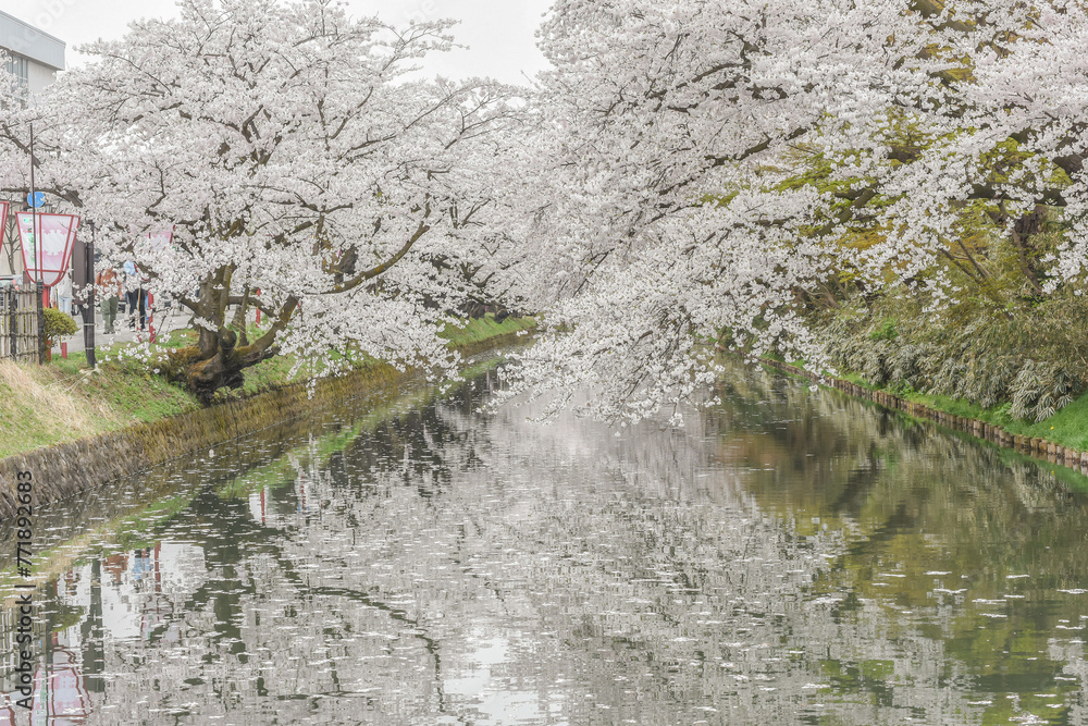 Landscape View Of Cherry Blossoms (Sakura) At Hirosaki Castle Park, Aomori, Japan Landscape View Of Cherry Blossoms (Sakura) At Hirosaki Castle Park, Aomori, Japan