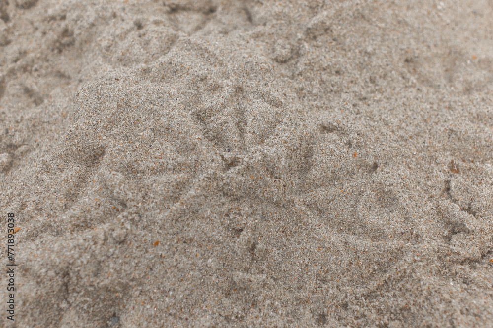 Paw prints of birds seagulls on beach sand pattern top view close up Paw prints of birds seagulls on beach sand pattern top view close up