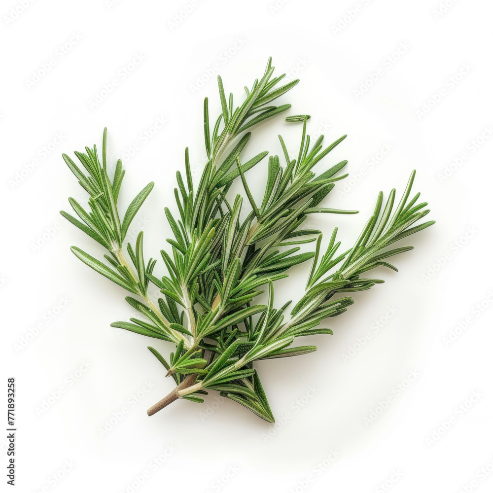 Fototapeta premium rosemary isolated on white background