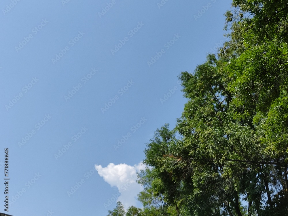 trees and blue sky, árboles y cielo azul
trees and blue sky, árboles y cielo azul