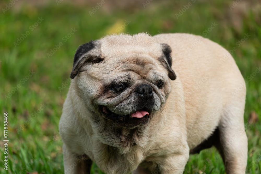 Portrait of old pug dog with white hairs standing on grass ground Portrait of old pug dog with white hairs standing on grass ground