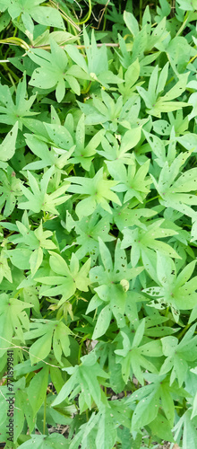 Green leaves of the plant  background green leaves of the plant