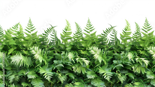 Hedge of fern plant isolated on a white background. Bush of lush green leaves. High quality clipping mask for professional composition