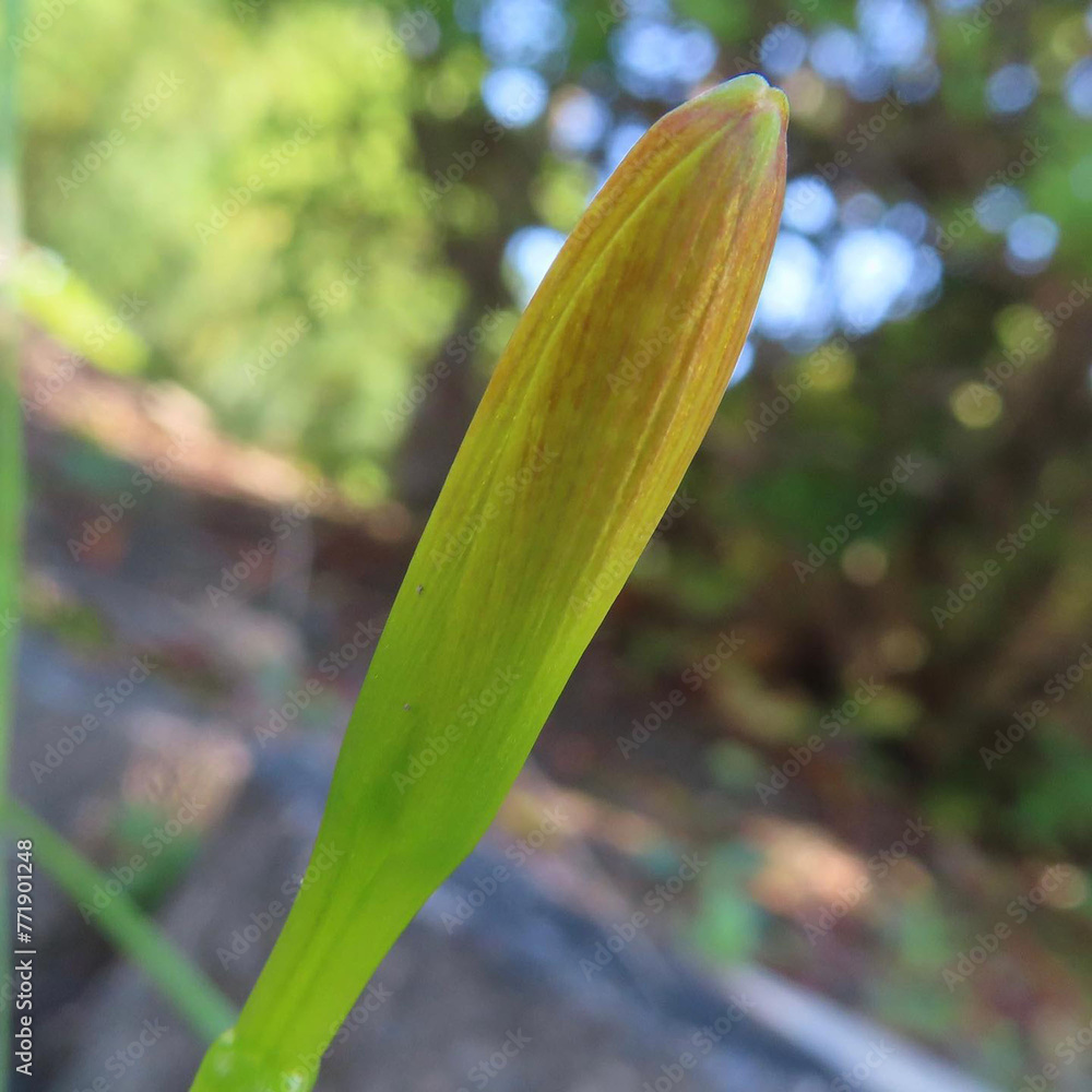 Obraz premium 夏にキバナタマスダレが黄色い花を咲かせています