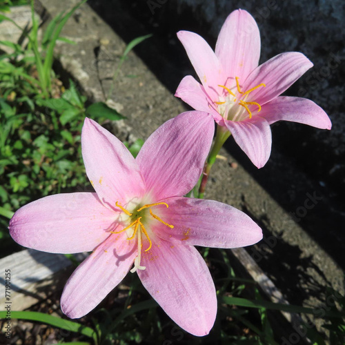 夏にサフランモドキがピンク色の花を咲かせています photo