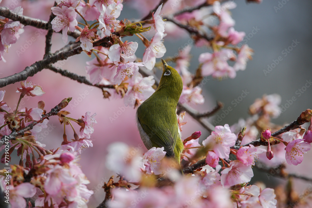花見とメジロ 花見とメジロ
