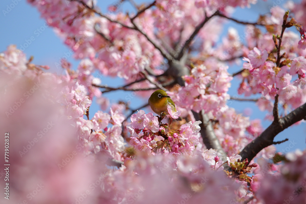 小鳥と桜 小鳥と桜