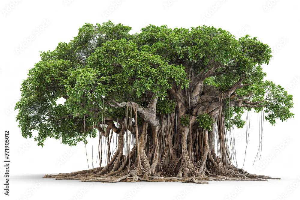 Ancient old banyan Tree isolated on white background Stock Photo ...