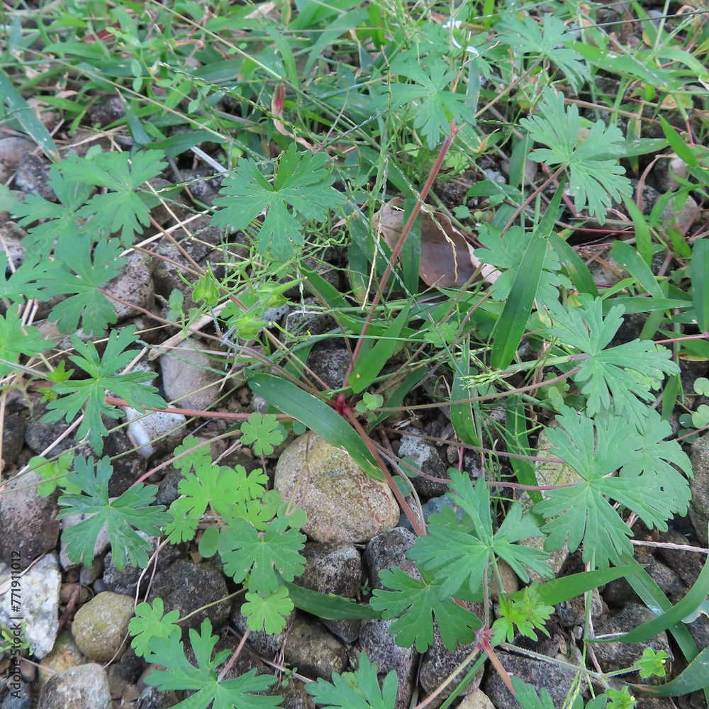 Obraz premium 冬にアメリカフウロがピンク色の花を咲かせています