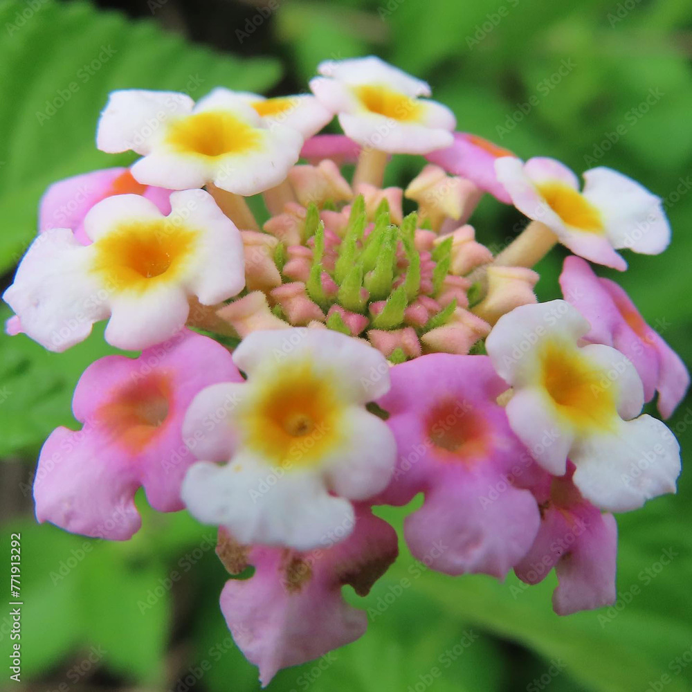 夏にランタナが白とピンク色の花を咲かせています 夏にランタナが白とピンク色の花を咲かせています