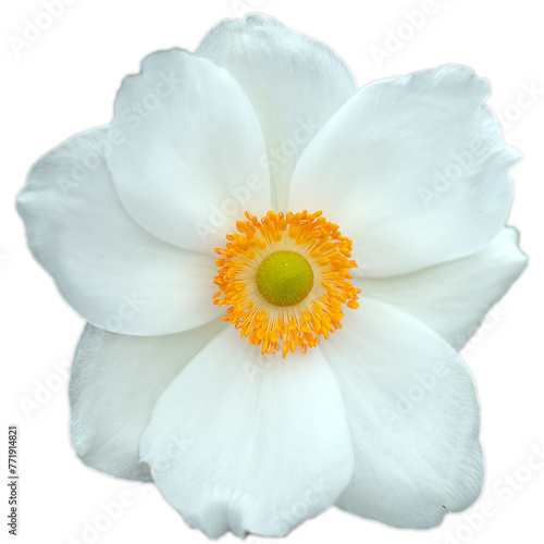 white flower isolated on white background  dahlia flower  transparent png graphic  vector image illustration