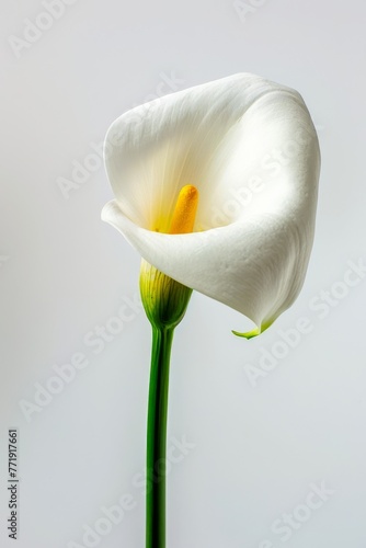 First Set - Usual Approach  Elegant Calla Lily Isolated on Soft Background. Generative AI.