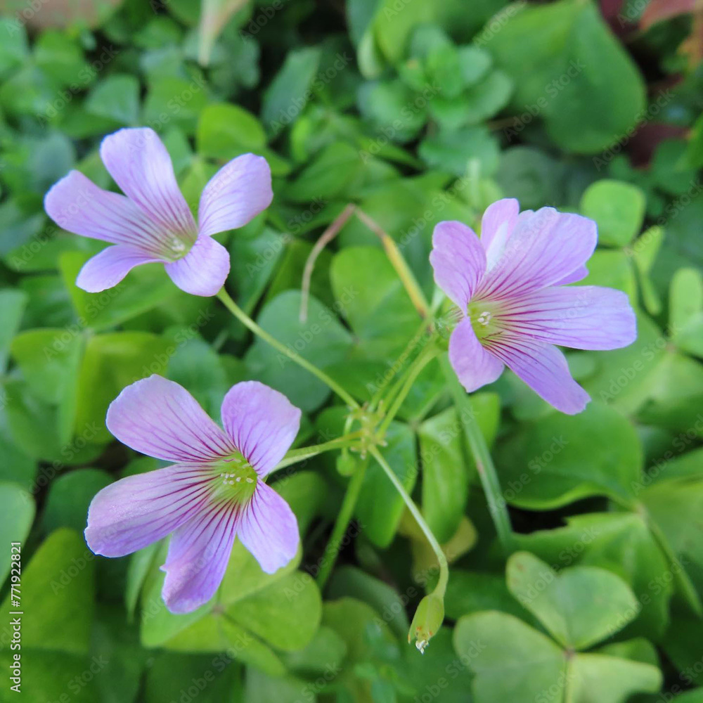Fototapeta premium 冬にムラサキカタバミが紫色の花を咲かせています