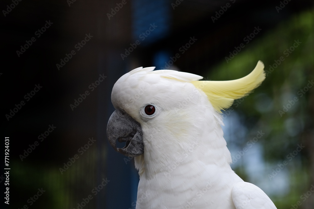 The small yellow-crested cockatoo or yellow-crested cockatoo is a medium-sized bird, about 35 cm long, from the genus Cacatua The small yellow-crested cockatoo or yellow-crested cockatoo is a medium-sized bird, about 35 cm long, from the genus Cacatua