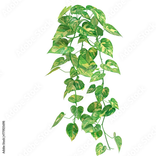 Terrestrial plant with green and yellow leaves on transparent background