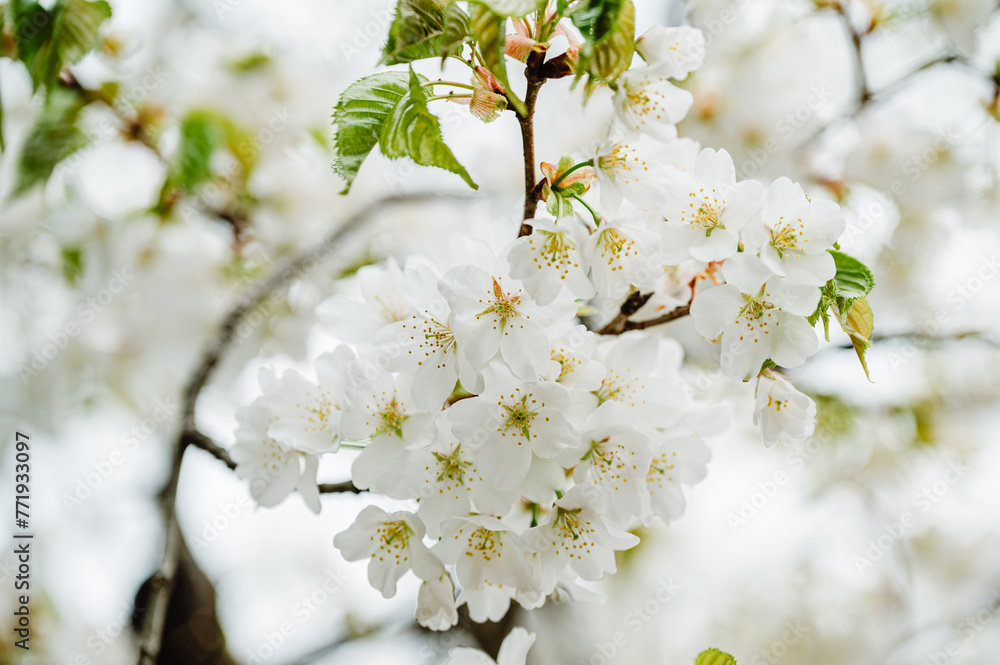 Spring banner, branches of blossoming cherry against background Spring banner, branches of blossoming cherry against background