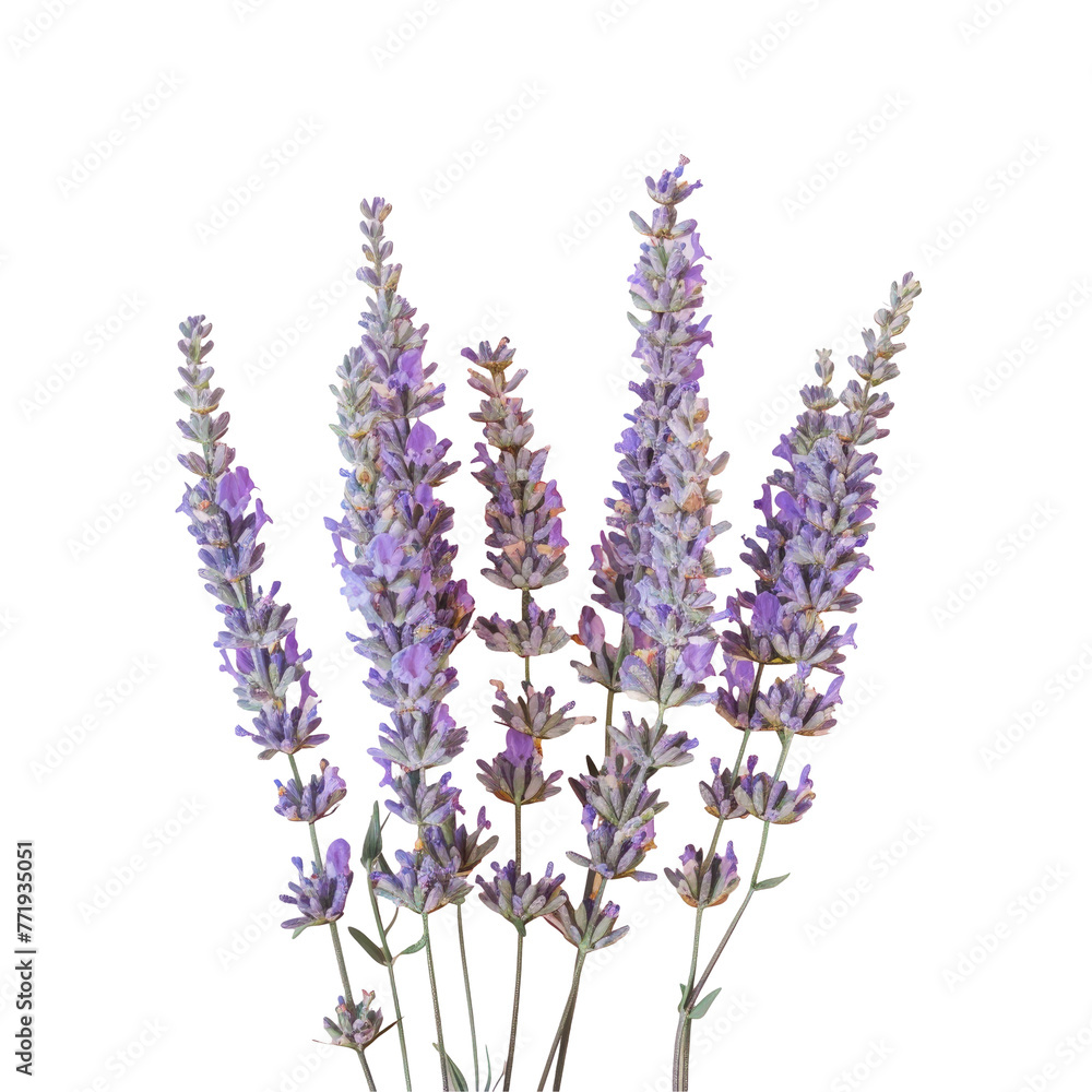 Lavender wildflowers on transparent canvas, artistic display of purple petals