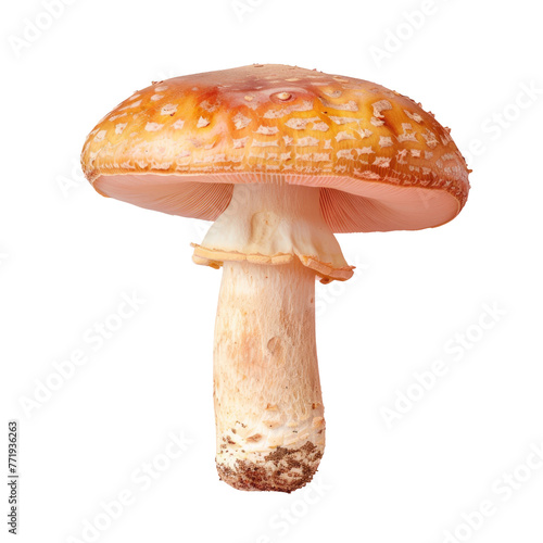 a mushroom on a transparent background that looks like a letter t