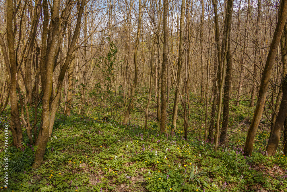 Trees in the forest. Trees in the forest.