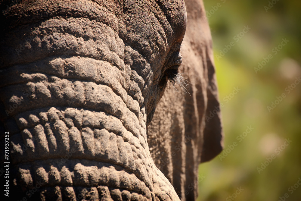 Fototapeta premium Elephant, eye and closeup of animal in nature with sustainable safari travel or conservation of environment. Natural, sanctuary and protection of ecology in Africa with eco friendly experience