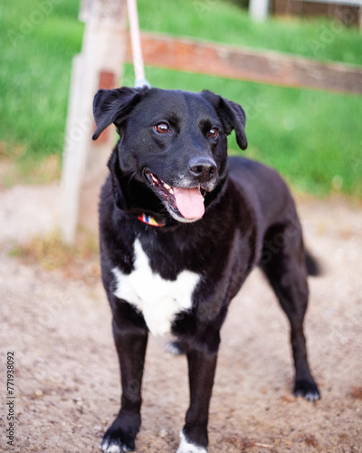 Wallpaper Mural Black and White Borador on a walk Torontodigital.ca