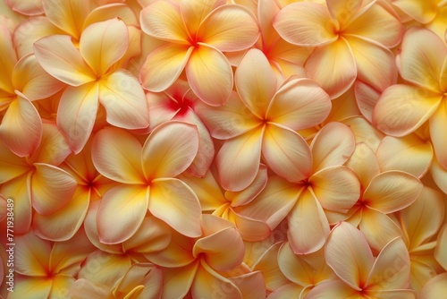 A beautiful backdrop of fragrant plumeria flowers © Zero Zero One