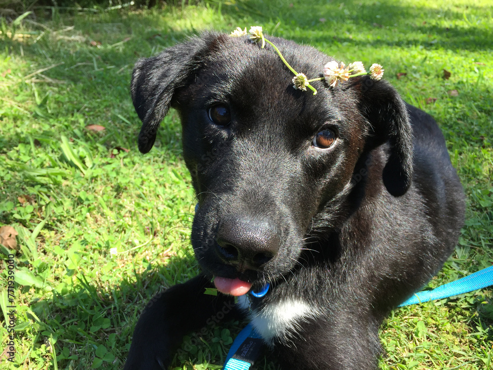 Borador puppy with daisy chain on the grass Borador puppy with daisy chain on the grass