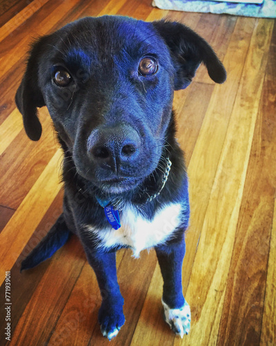 Borador Puppy on floorboards at home © Kate