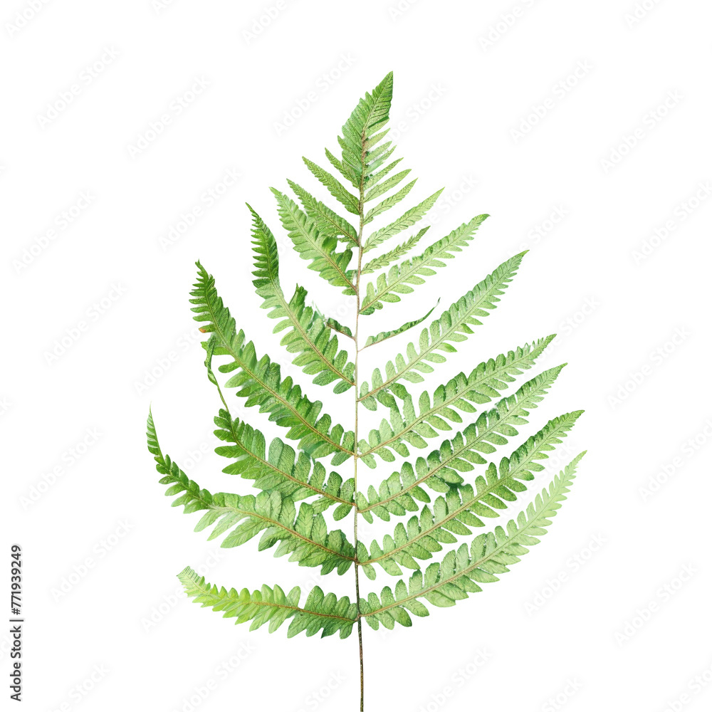 Green Ostrich fern leaf on transparent background, artistic symmetry