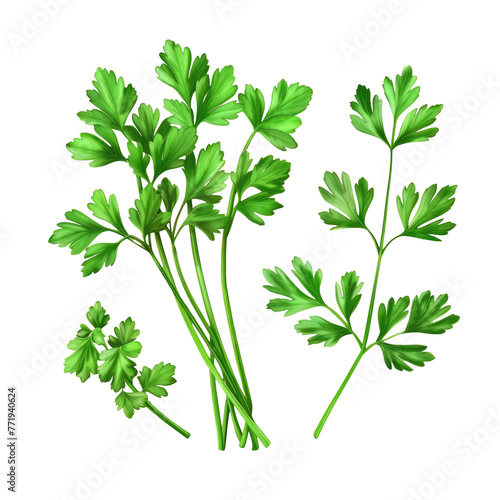 Bunch of parsley leaves on transparent background, plant with herbaceous stems