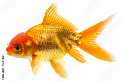 Goldfish in an aquarium against a white background