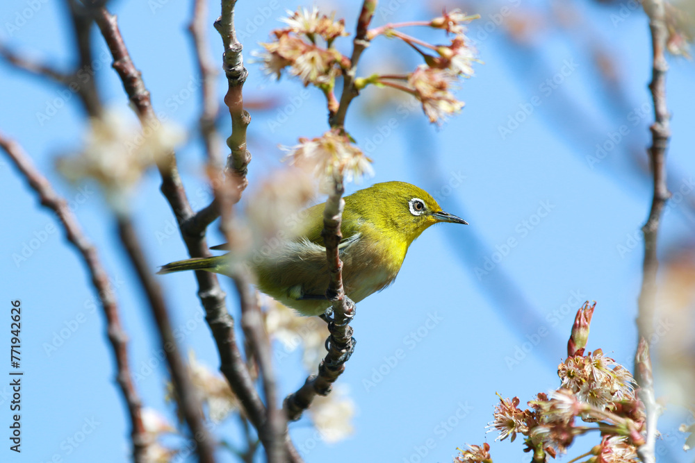 メジロと梅の花