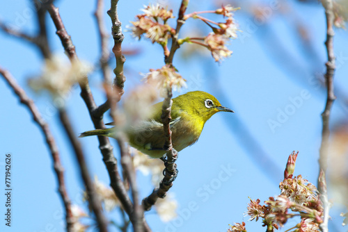 メジロと梅の花