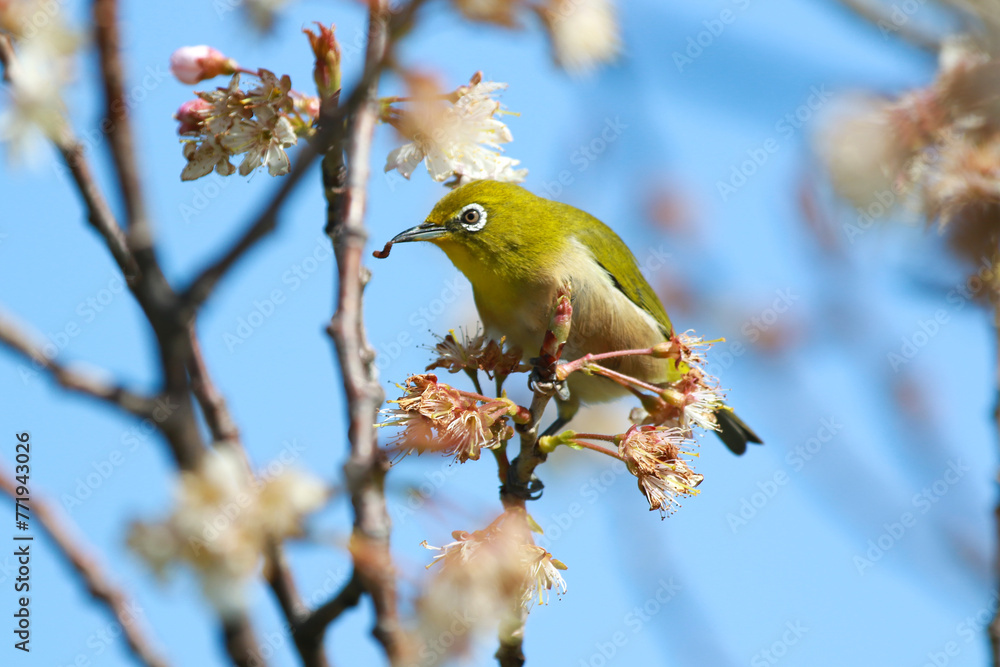 春の野鳥撮影、梅の木にとまって虫を捕獲するメジロ