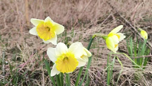 In the wild, several pale yellow daffodils bloom in full swing on an empty grassland with brown straw thatched plants as background