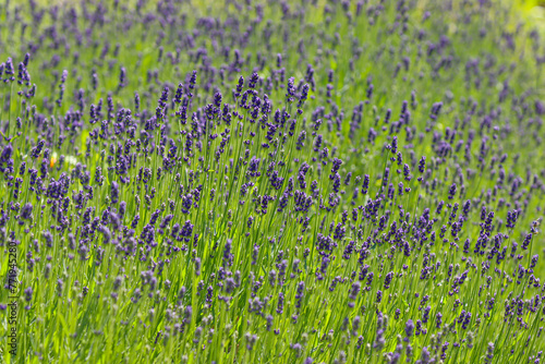 Blooming lavender in the meadow