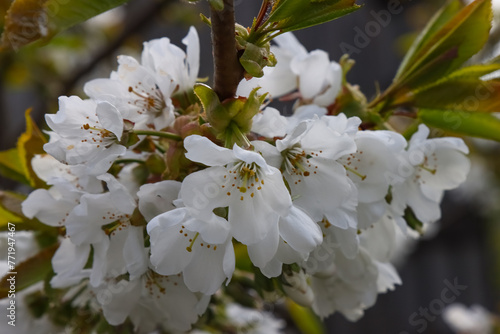 Flowering cherry tree.