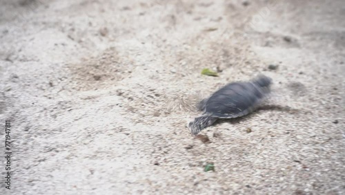 Baby Turtle photo