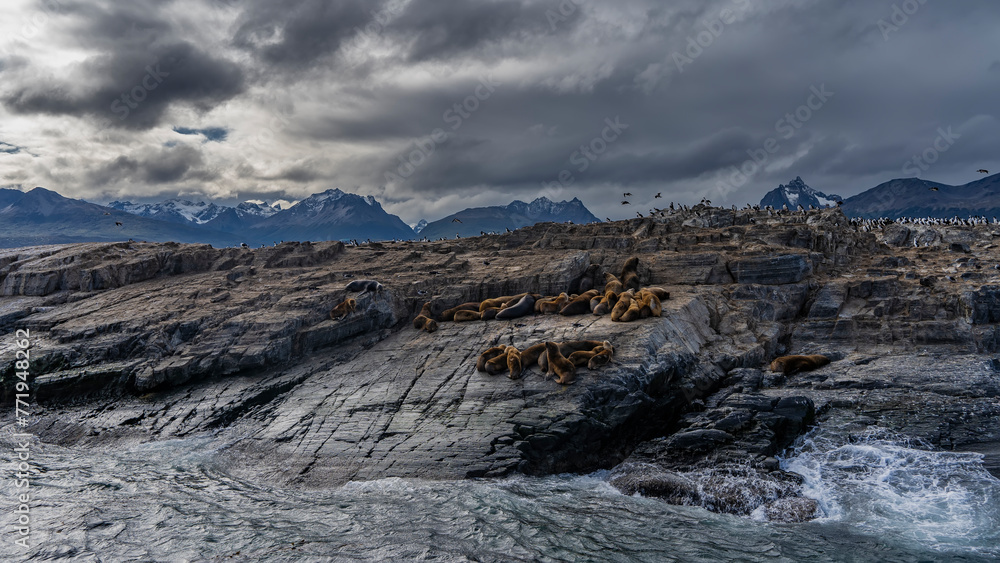 Sea lions relax on the slope of a rocky islet in the Beagle Channel. Cormorants are sitting on cliffs, flying. Turquoise waves are beating against the rocks.The snow-capped mountain range of the Andes
