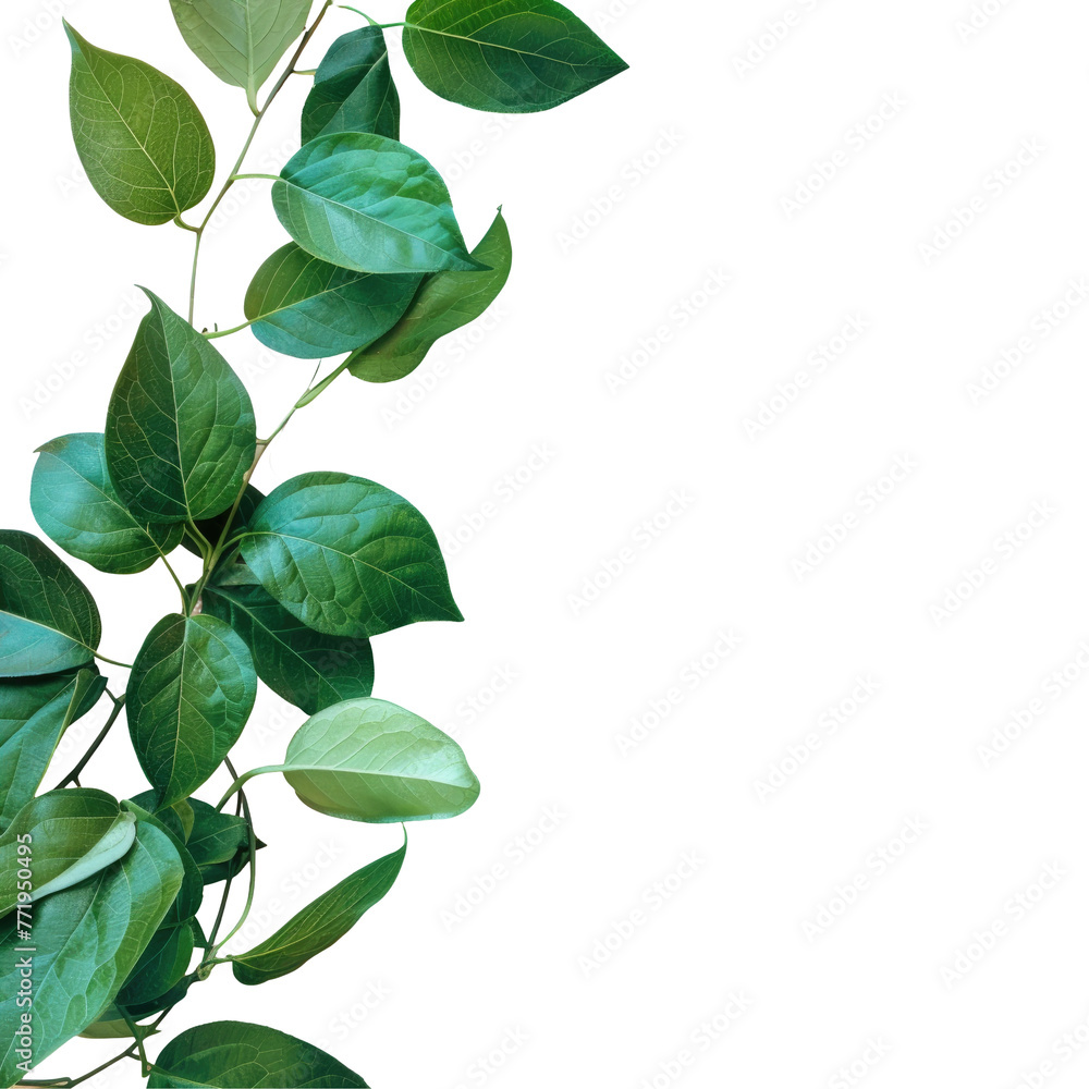 Macro photography of a green plant on a transparent background Macro photography of a green plant on a transparent background