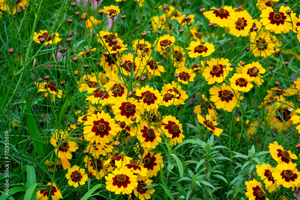 Yellow and brown bi-colour flowers of a golden tickseed plant (coreopsis tinctoria)