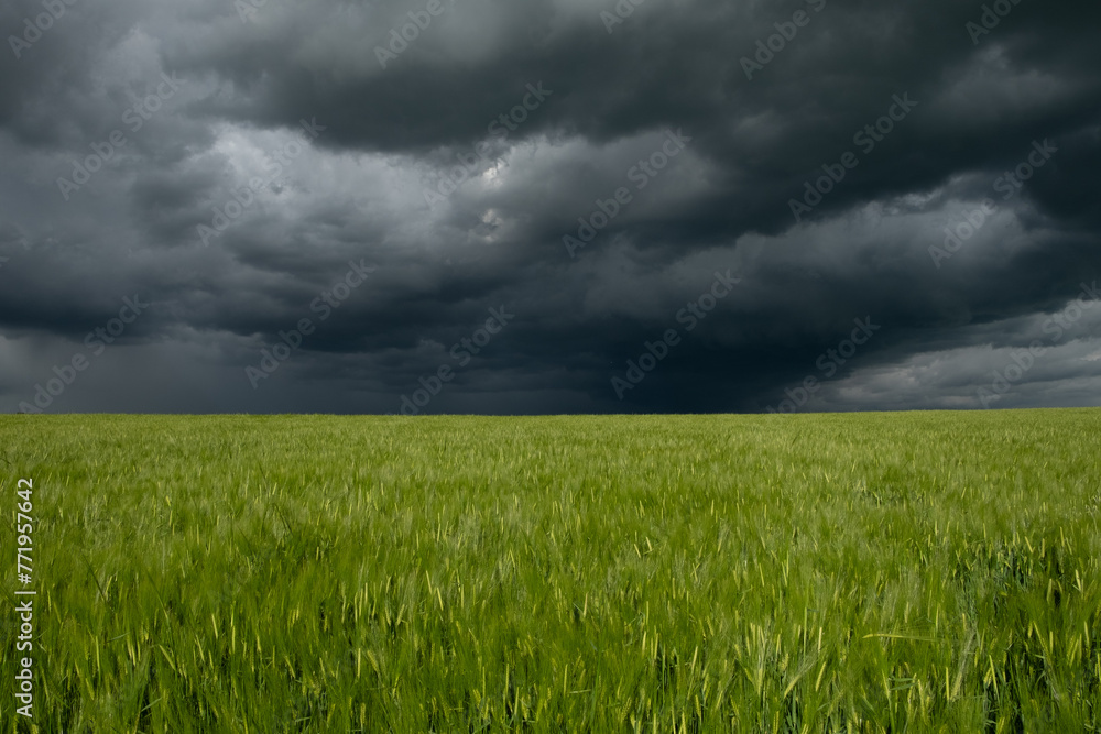 View of a wheat field in a stormy weather View of a wheat field in a stormy weather
