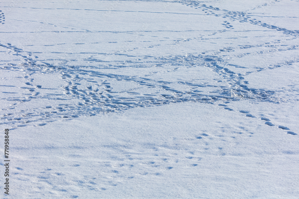 Traces of people on white snow as a background Traces of people on white snow as a background