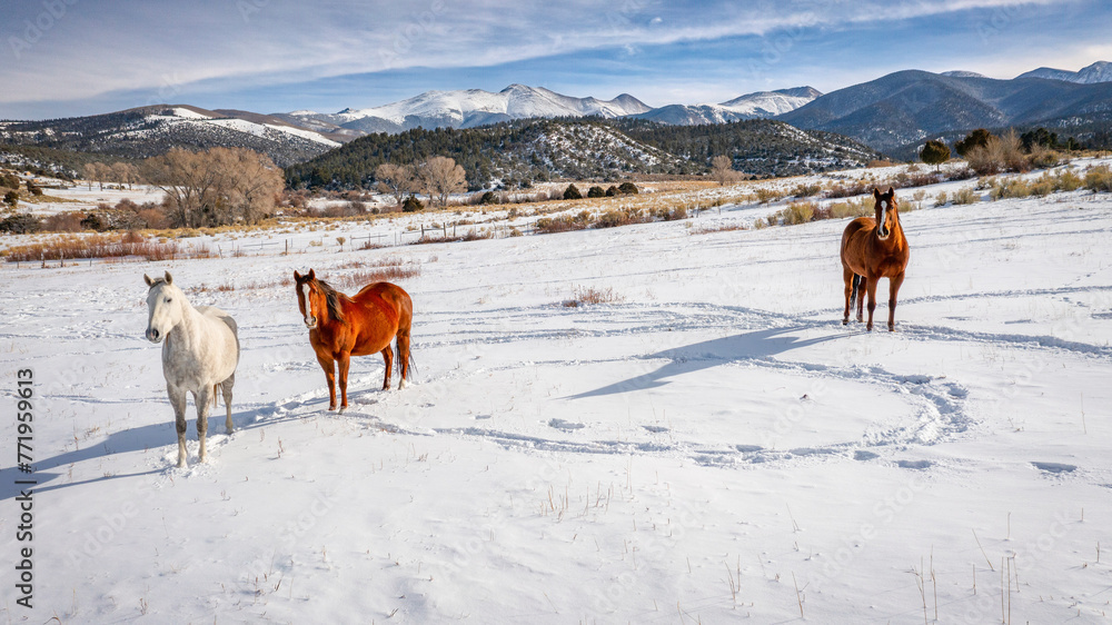 horses in snow 