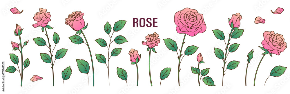 Set of vector illustration of rose flowers and leaves isolated on white. Hand- drawn flowers for design, decoration card. Flower shop concept.
